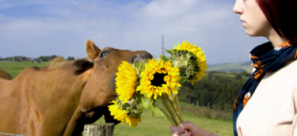 Sunflowers for Horses